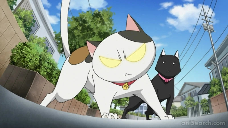Nyankoi! Blu-ray & DVD