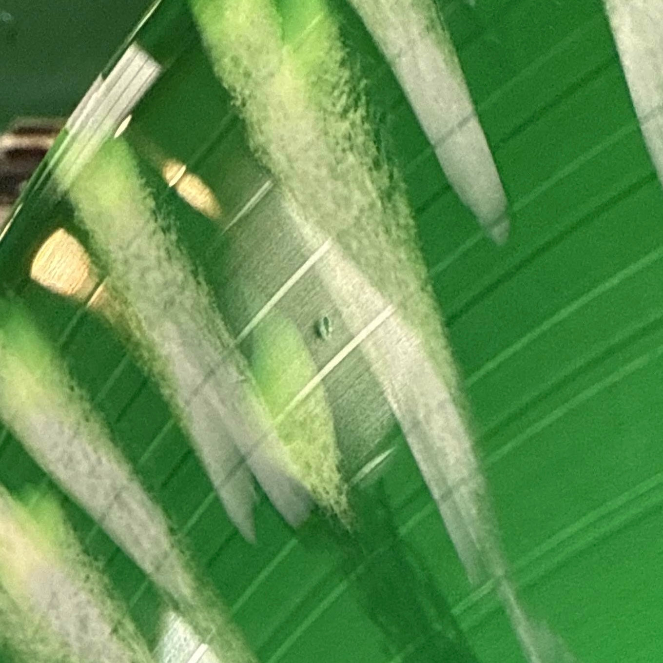 SSBU Trainer Vinyl Record